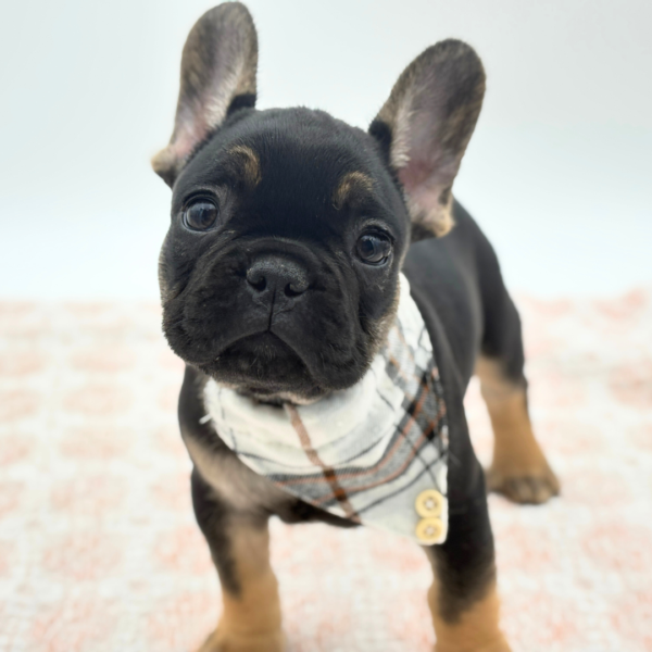 Dante - French Bulldog - Image 1