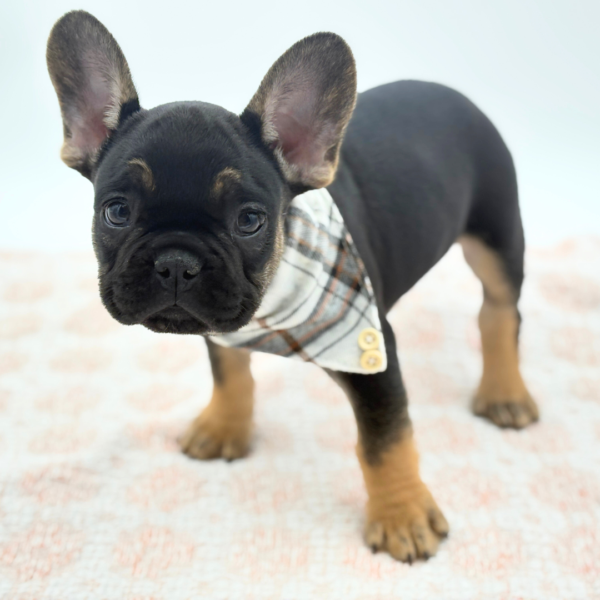 Dante - French Bulldog - Image 2
