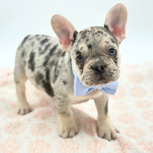 Darryl - French Bulldog - Image 4