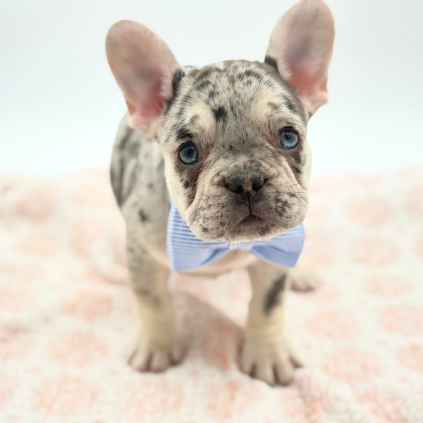 Darryl - French Bulldog - Image 3