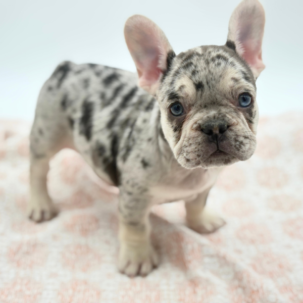 Darryl - French Bulldog - Image 2