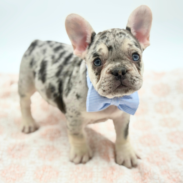 Darryl - French Bulldog - Image 1