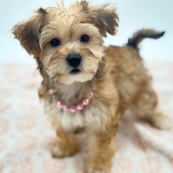 Star - Yochon - Image 1