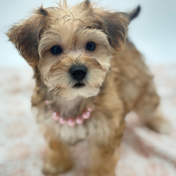 Star - Yochon - Image 2