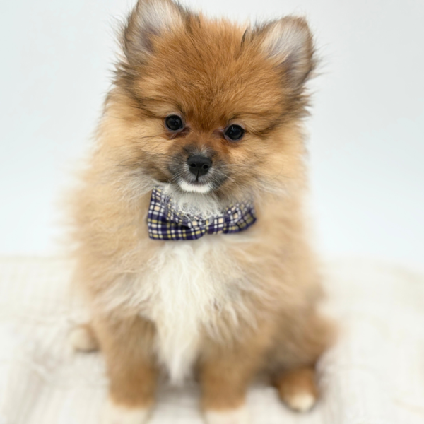 Gizmo - Pomeranian - Image 3