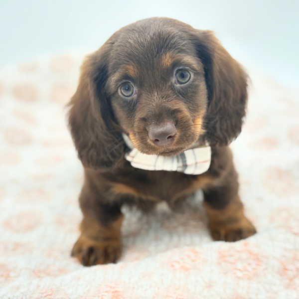 Charles - Dachshund - Image 2