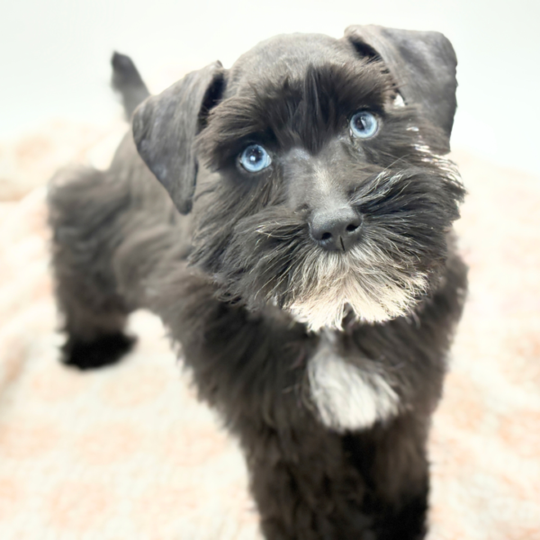 Kurt - Miniature Schnauzer - Image 3