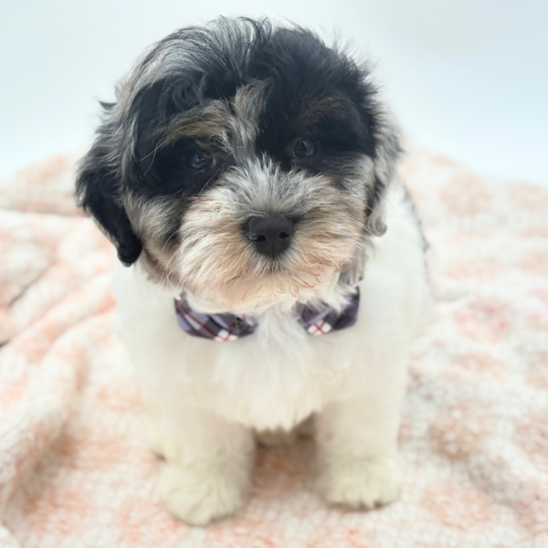 Klaus - Havapoo - Image 1