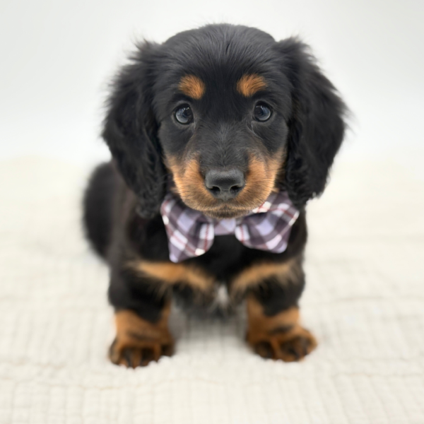 Monty - Dachshund - Image 1