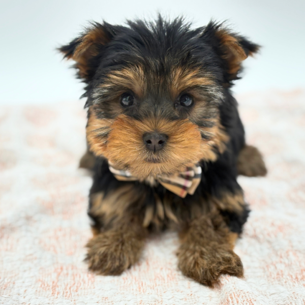 Grayson - Yorkshire Terrier - Image 3