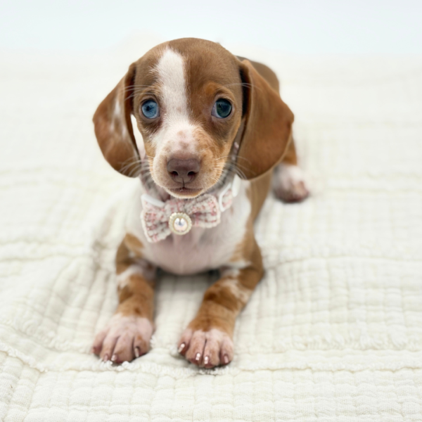 Lina - Dachshund - Image 2