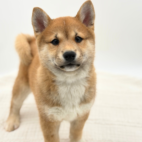 Rintaro - Shiba Inu - Image 2