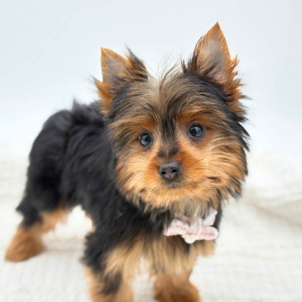 Anna Marie - Yorkshire Terrier - Image 2