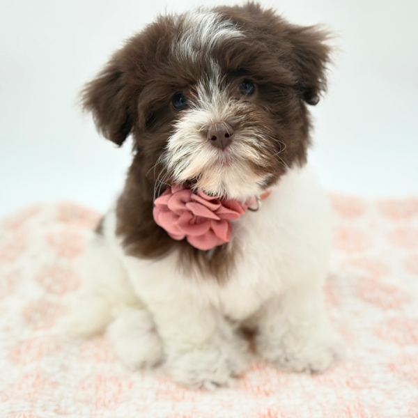 Carmen - Havanese - Image 1