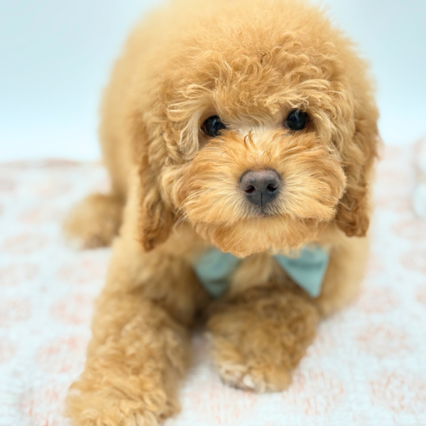 Autumn - Bernedoodle Mini 2nd Gen - Image 2