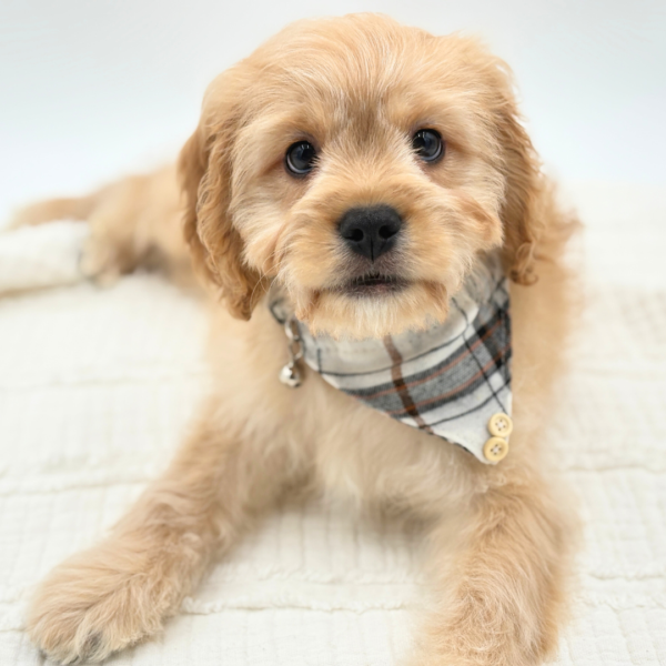 Romeo - Cavachon - Image 3