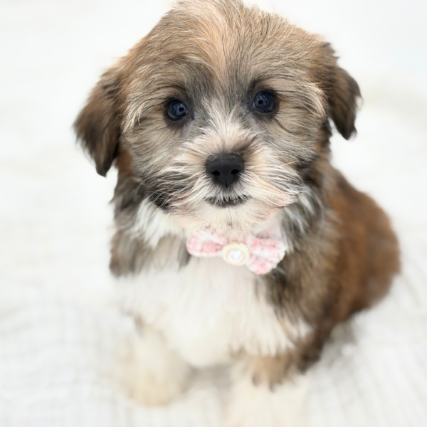 Avery - Havanese - Image 1