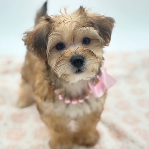 Star - Yochon - Image 4