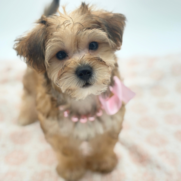 Star - Yochon - Image 3