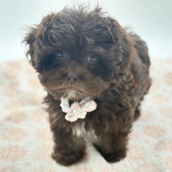 Willow - ShizaPoo - Image 4