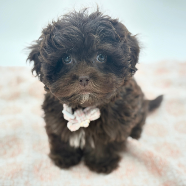 Willow - ShizaPoo - Image 2