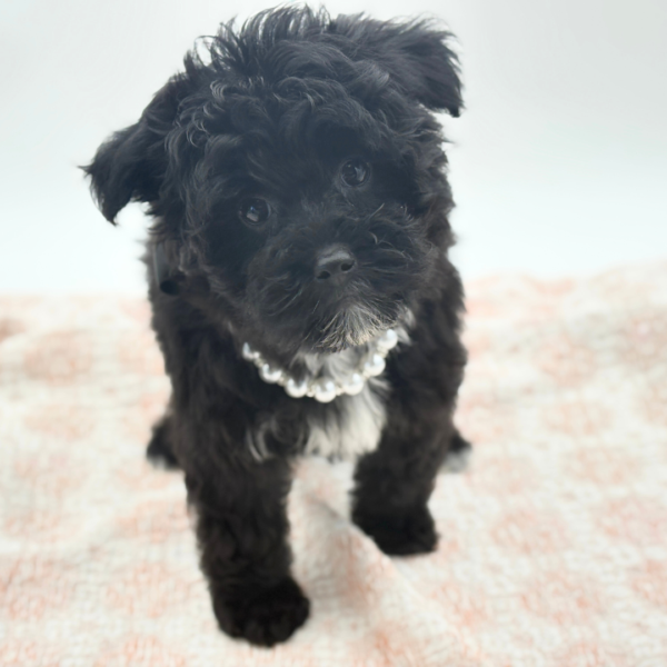 Opal - Yorkiepoo - Image 4