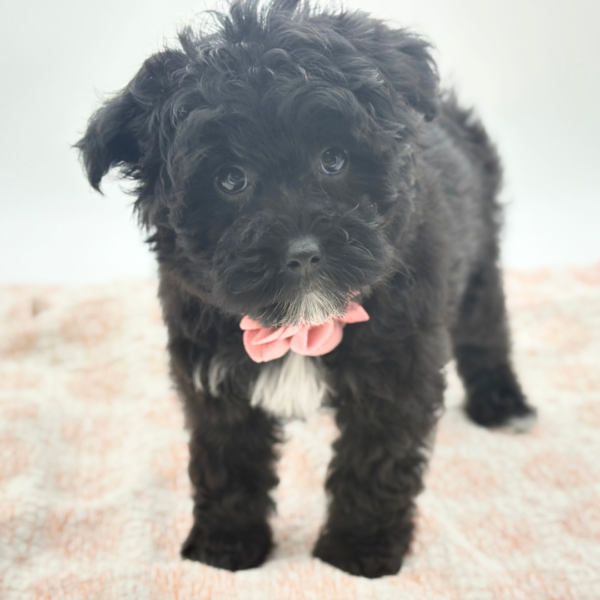 Opal - Yorkiepoo - Image 3