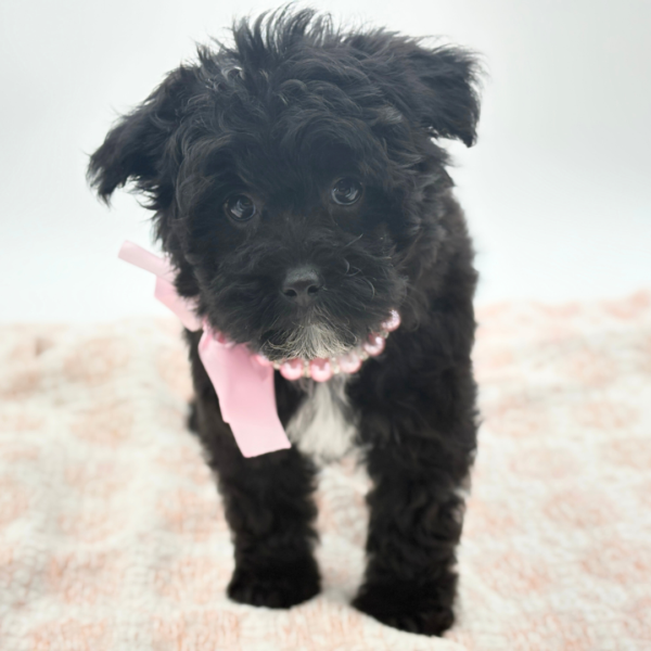 Opal - Yorkiepoo - Image 1