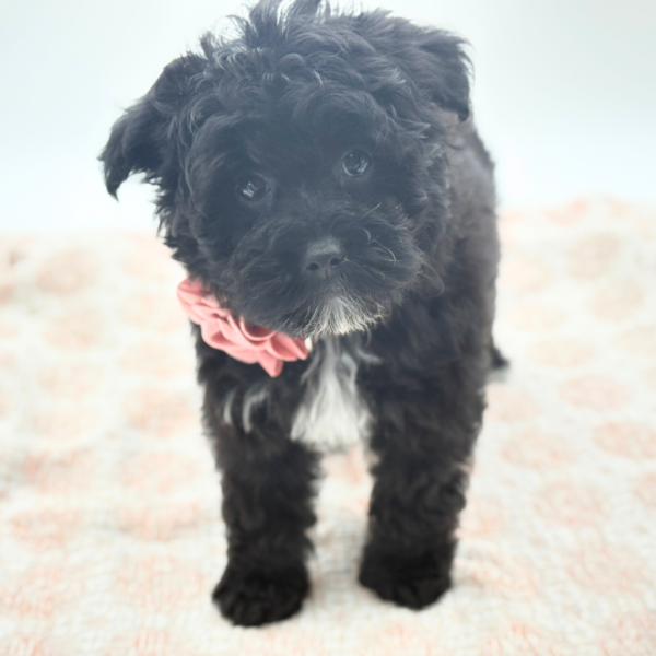 Opal - Yorkiepoo - Image 2