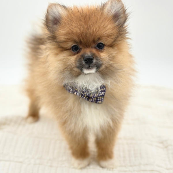 Gizmo - Pomeranian - Image 1