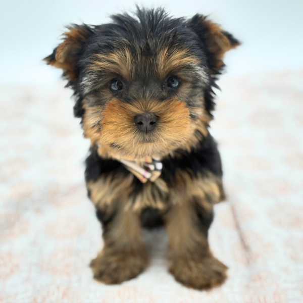 Grayson - Yorkshire Terrier - Image 1