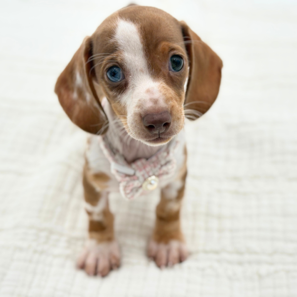 Lina - Dachshund - Image 4
