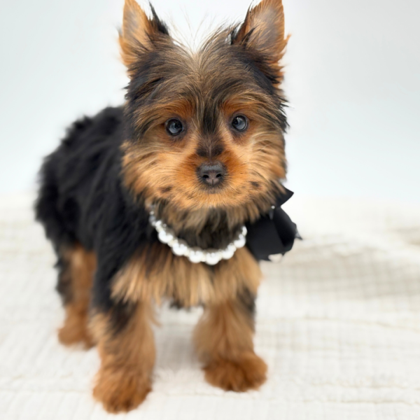 Anna Marie - Yorkshire Terrier - Image 3