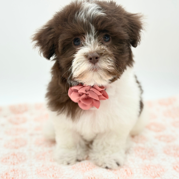 Carmen - Havanese - Image 3
