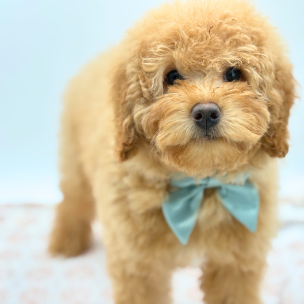 Autumn - Bernedoodle Mini 2nd Gen - Image 1