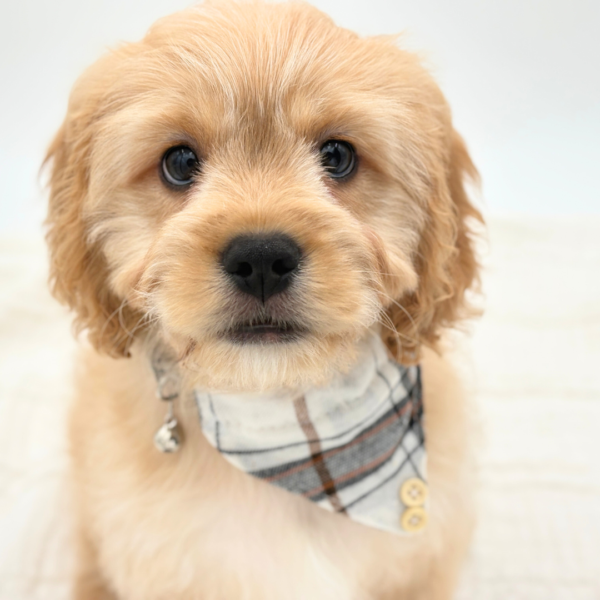 Romeo - Cavachon - Image 2