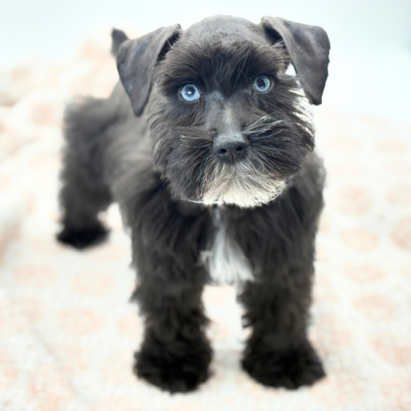Kurt - Miniature Schnauzer - Image 4