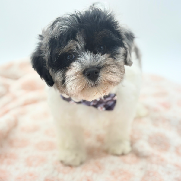 Klaus - Havapoo - Image 4