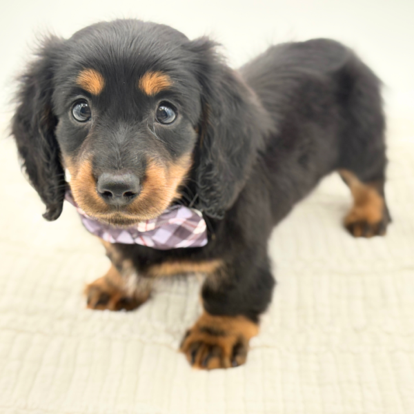 Monty - Dachshund - Image 3