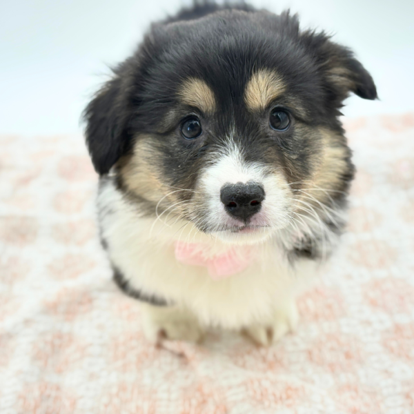 Charity - Pembroke Welsh Corgi - Image 5