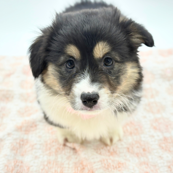 Charity - Pembroke Welsh Corgi - Image 3