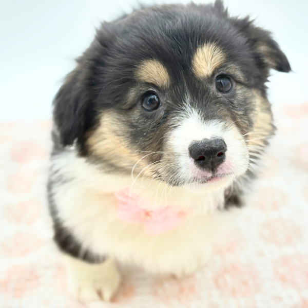 Charity - Pembroke Welsh Corgi - Image 1
