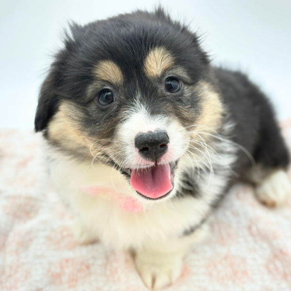 Charity - Pembroke Welsh Corgi - Image 4