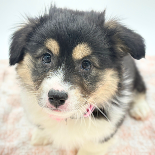 Charity - Pembroke Welsh Corgi - Image 2