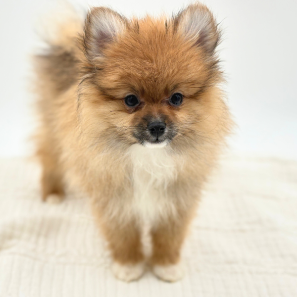 Gizmo - Pomeranian - Image 2