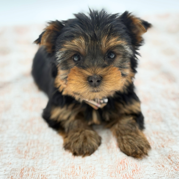 Grayson - Yorkshire Terrier - Image 2