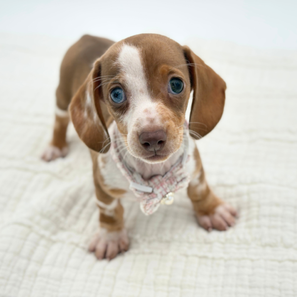 Lina - Dachshund - Image 3