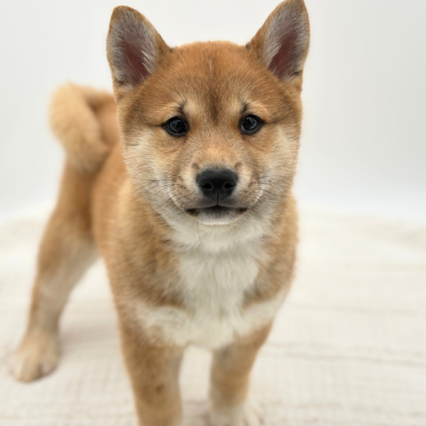 Rintaro - Shiba Inu - Image 4