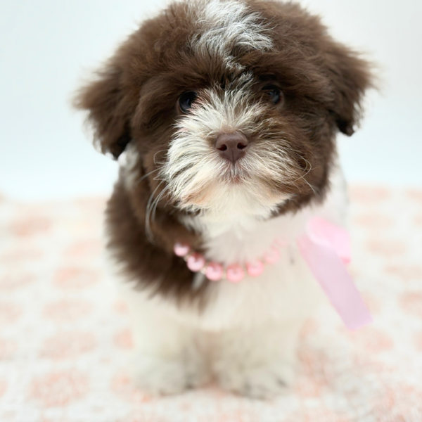 Carmen - Havanese - Image 2