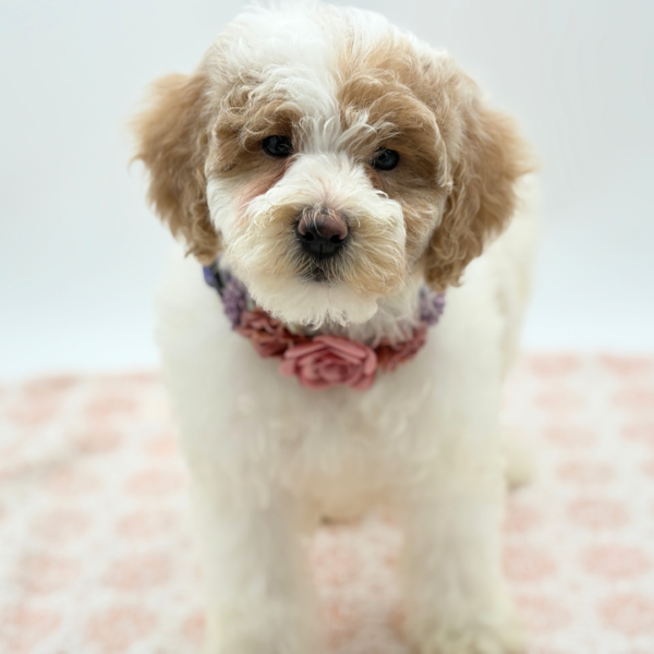 Lucy - Goldendoodle Mini 2nd Gen - Image 4